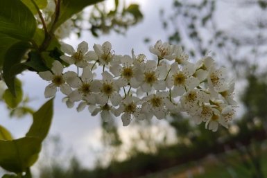 На вид - цветочки, а на деле - вредители: из-за этих растений соседи перестают здороваться, а дома трещат по швам