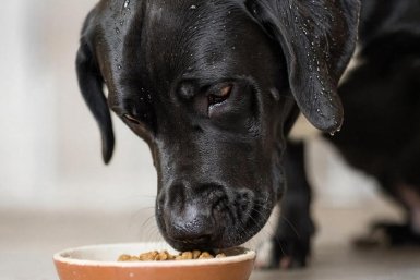 Сколько раз в день кормить собаку: нормы для щенков, взрослых и пожилых питомцев