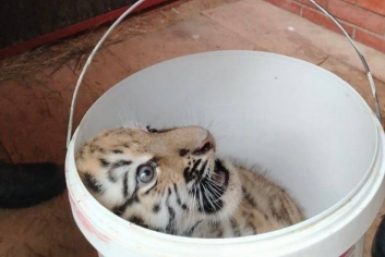 Тигрята из Московского зоопарка получили "дальневосточные" имена