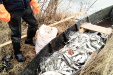 В соцсетях завирусился фейк о китайском омуле на Байкале