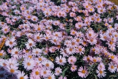 Зрительный тест на интеллект: найди 1 стрекозу и узнай уровень IQ