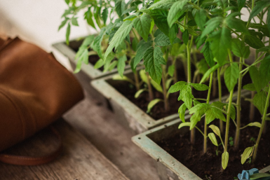 Сделайте эти 4 процедуры до пикировки рассады томатов: вырастет крепкой и здоровой. Толщина - палец