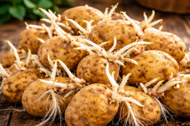 Навоз и Эпин прошлый век - закидала томаты отходами от картошки: взбодрились за 10 дней и поперли в рост