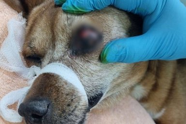 В Тулуне ветеринары прооперировали 14-летнюю собаку с папилломами верхнего века