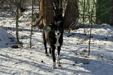 Безнадзорных собак отлавливали в районе СНТ по Плишкинскому тракту в Иркутске