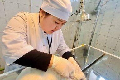 Ветеринар из Бурятии превратила любовь к животным в научную карьеру Минобрнауки Бурятии