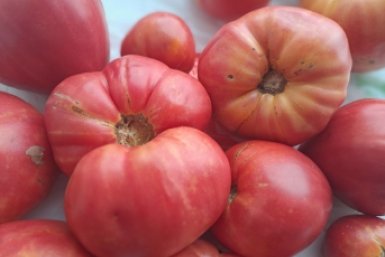 5 кг с куста вместо пустоцвета: 5 томатов размером с дыню, за которыми охотятся все дачники - чистое "мясо"