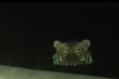 "Тигр, кис-кис": мужчина поиграл в гляделки с хищником на трассе в Приморье