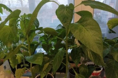 Рассада поперла в рост за 7 дней: рабочая схема подкормок после пикировки от деда Егора