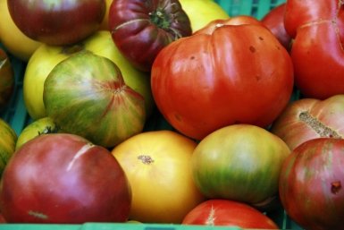 Томаты прут без остановки: сибирский метод посадки — урожаем всю теплицу завалит