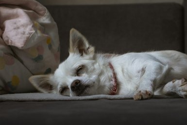 Собирались к ветеринару, а он просто спал: ТОП собак, которые любят глубокий сон