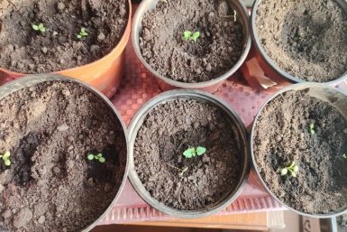 Верховой или низинный торф нужен для рассады: агроном Давыдова поставила точку в давнем споре – четкий ответ