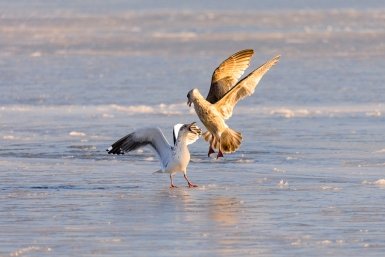 В Подмосковье рассказали, когда стартует сезон охоты на "пернатых"