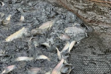 В Бурятии разрешили вылов омуля для воспроизводства на Байкале