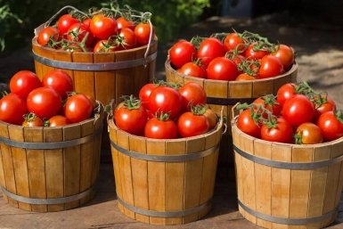 По 1 литру под куст: после этой подкормки томаты собирают ведрами уже летом