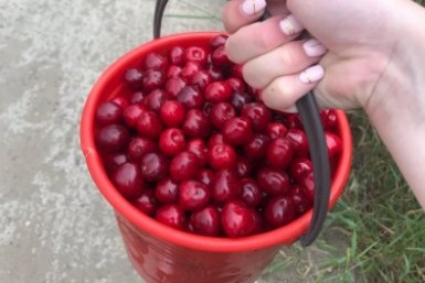 Всего 15 г на один кв. метр: после этого удобрения красная и сладкая вишня идет ведрами