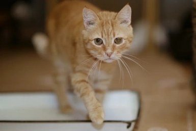 Кузя, Сафьяна и Рыжий: несущие весну котики ищут дом в Севастополе