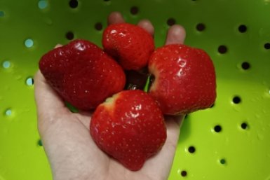 Для крупной сладкой клубники - важнее нет: 3 задачи для сказочного урожая - за ягодами листьев не видно