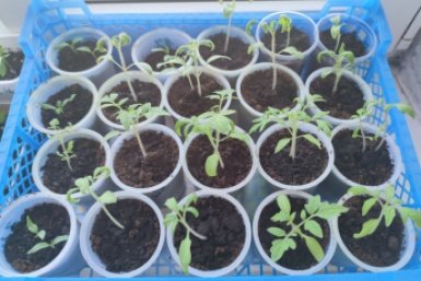 &quotCухой&quot полив для рассады томатов - растет крепкой даже в темноте ИА SochiMedia