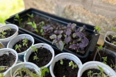 Разведите 1 таблетку в литре - рассада не бледнеет и прет щеткой