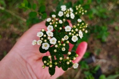 После таяния снега спирее – самое то: смешиваю 1:10 с водой – и под корень: куст летом превратится в белое облако