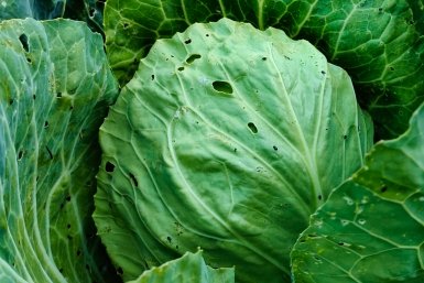 Не капуста, а Геракл: лихо наращивает вилки в экстремальных условиях - хранится 12 месяцев и не вянет