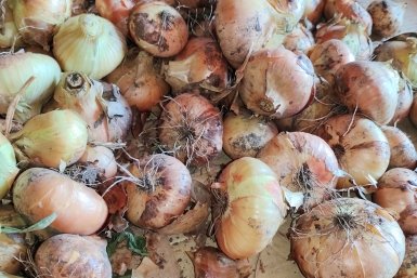 Лук выращиваю через рассаду - и бед не знаю: какой сорт выдает урожай крупнее грейпфрута, растет как сорняк