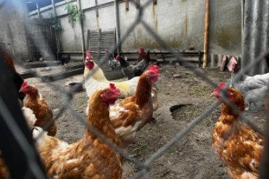 Засыпаю в курятник 25 г смеси - яиц весной на 50% больше. Мощнейшая яйценоскость