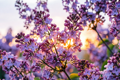 Этот "потрясный" сорт сирени цветет с мая по сентябрь: соседи диву даются — просто сказка