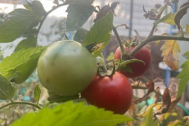 Дачники, это не помидор, а сочная сказка: мясистые и крупные - урожайность до 15 кг с куста