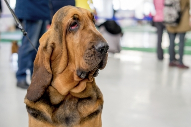 Эти собаки – лучшие друзья и терапевты: 10 пород, которые чувствуют ваше настроение