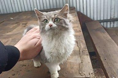 Топ-5 самых ласковых пород кошек, которые будут ходить за вами хвостиком: преданнее любой собаки