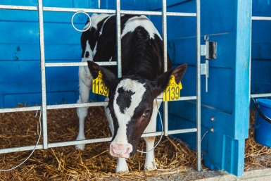 Фермеры Новосибирской области получат компенсацию за погибший скот