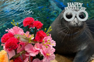 Пухляши-именинники: байкальские нерпы отмечают день рождения в Приморском океанариуме