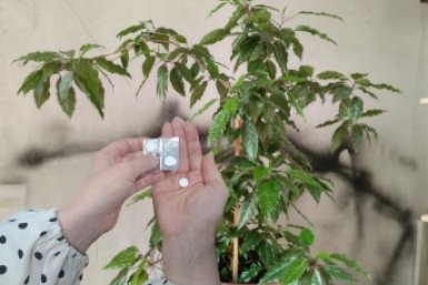 Сую 1 таблетку в горшок - и даже "дохлая" китайская роза взрывается бутонами как миленькая: рецепт