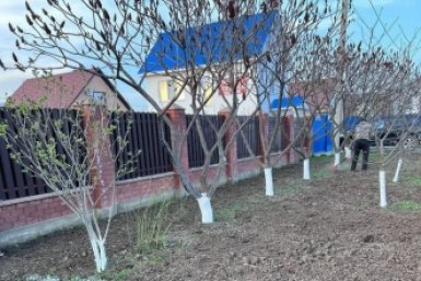 Мертвая закупорка трещин: 1 предмет из кухни в побелку - и паразиты обходят стволы за 10 км