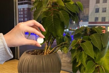 1 таблетка из аптечки в горшок - и даже "палка" зацветет: секретная подкормка для буйного роста