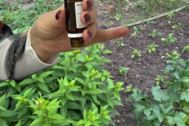 Добавьте это в грунт - и черная ножка не погубит ни одного ростка: метод 100% выживаемости