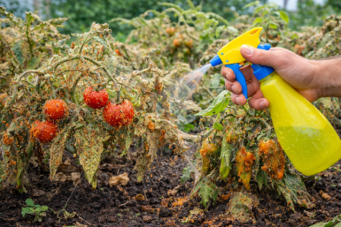 Как защитить посадки от паутинного клеща — 3 лайфхака, чтобы спасти кусты за неделю