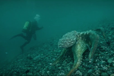 Настоящий "Кракен" живет в акватории Владивостока — видео