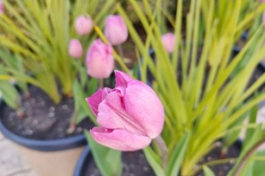 На Кубань идет аномальное тепло из-за черноморского циклона