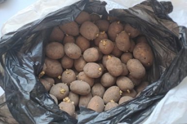 700 кг с сотки — не сказка: Топ-10 сортов картофеля, которые дают рекордный урожай