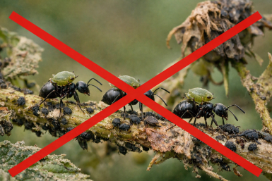 Как защитить растения от нашествия муравьев и тли — 3 рабочих лайфхака, и урожай под защитой