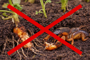 Как истребить медведку на участке — один рабочий способ, и посадки в безопасности на весь сезон