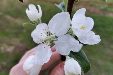Яблоне в апреле – непременно: 1 г на 20 л – и гурьба вредителей уйдет в закат