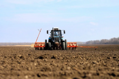 Российскими семенами сахарной свёклы на Кубани засевают почти четверть площадей Пресс-служба администрации Краснодарского края