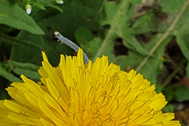 Пятница в Улан-Удэ будет с капелью: солнце прогреет до +5