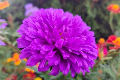 Не просто астра, а космос: какой сорт поражает воображение красотой и размером соцветий - соседи не поверят своим глазам