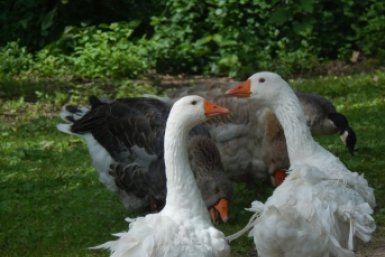 На Украине сотрудники ТЦК "мобилизовали" гуся