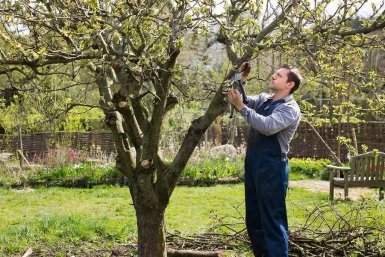 Когда обрезать яблони после зимы? 3 правила от эксперта Петрищева